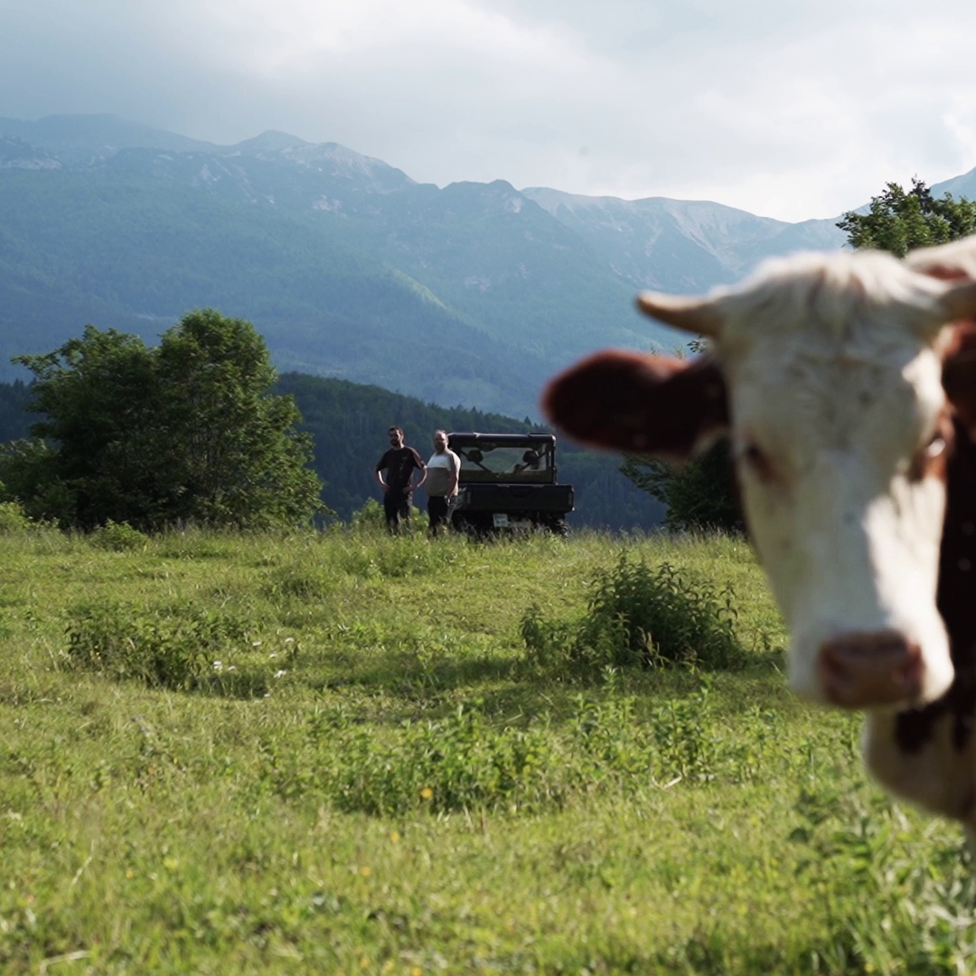 hotel bohinj V ospredju travnatega polja stoji krava in gleda v kamero, medtem ko sta v daljavi vidna dva človeka in vozilo, v ozadju pa gore in drevesa.
